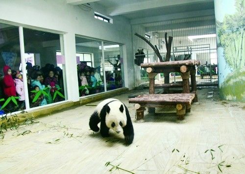 来济国宝大熊猫