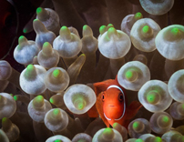 探寻大堡礁神秘的海底世界