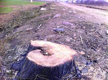 通济街道办张家西城村生长了40年的数百棵杨树突然遭到砍伐，连村大街上的树也被砍倒了