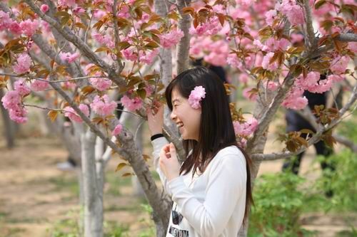 聊城国际樱花节将于4月13日开幕_山东微生活