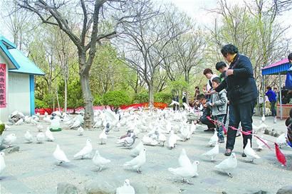 泉城公园一养鸽场内，前来观赏的游人络绎不绝。