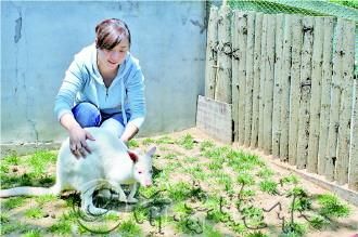 西霞口动物园内的白袋鼠并不怕人。记者冯琳摄