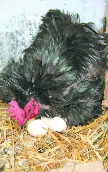 一只黑色公鸡正卧在南墙根下的鸡窝内，胸脯下压着几个鸡蛋