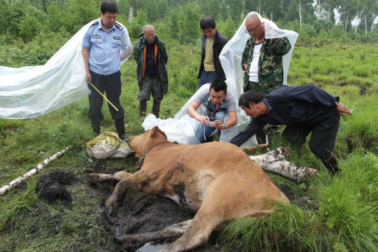 黄牛被野生东北虎重伤后殒命。 王金宝摄