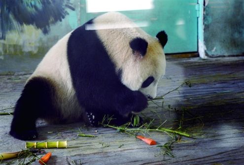 大熊猫在空调房里吃竹子