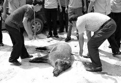 野猪被击毙后，民警准备抬至野外作无害化深埋处理 通讯员何祥斌摄