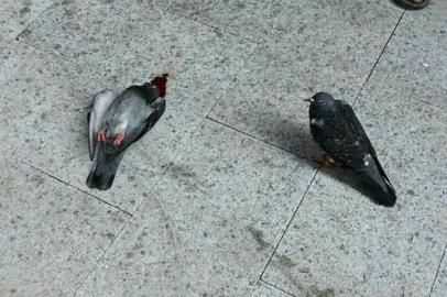 另一只信鸽一直守护着受伤死亡的鸽子（左）。