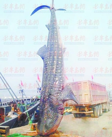 9月8日，日照渔民捕获的重达10余吨的鲸鲨。(照片来自大众网)