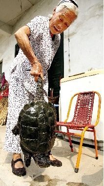 宝丰县林业局野生动物部门判断此龟大约500岁。