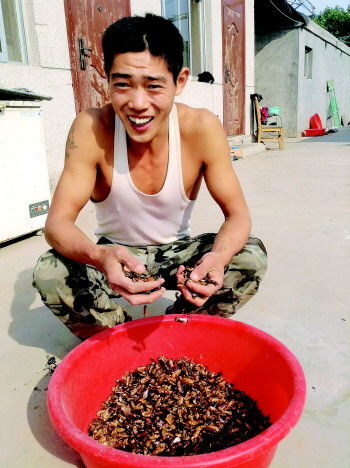 威海男子养殖数百万蟑螂 非普通小强能吃能治