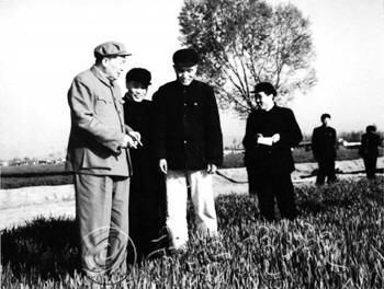 1959年4月13日，毛泽东主席来济南视察，察看历城县东郊人民公社大辛庄生产队的麦田管理情况。