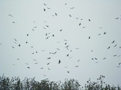 大量老鹰在南京中山码头附近江面聚集。梅建明 摄