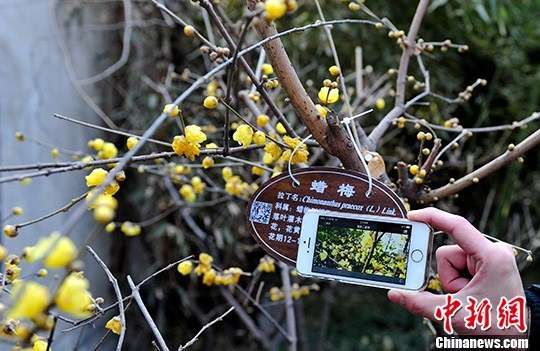1月9日，济南大明湖景区新悬挂的二维码树牌，吸引游客上前用手机猛扫，欣赏这些植物盛花季节的美丽。中新社发张勇摄