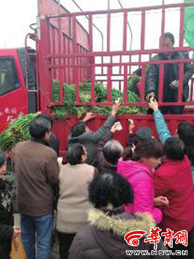 昨日下午，珠江新城小区居民抢购韭菜 本报记者 崔永利 摄