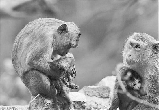 刚出生的小猴被猴王掐死，但妈妈不离不弃，每天抱着它不肯放手，让人看了非常心酸。园方供图