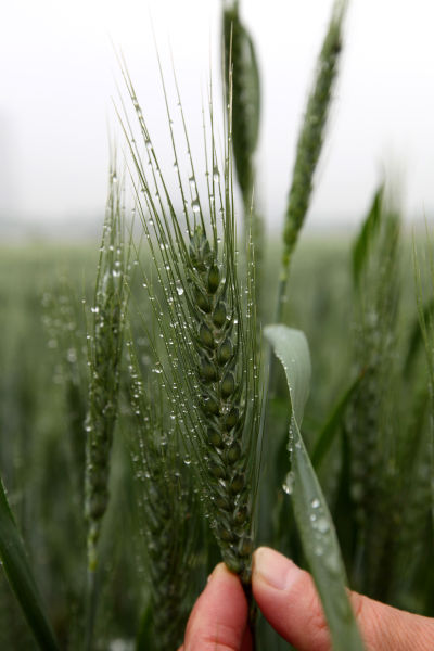 4月12日，市民在市中区光明路街道农田里查看雨后的小麦。