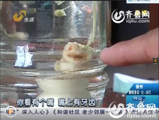 潍坊一居民酒里泡人参，竟然长出“人模样”。（图片来源：视频截图）