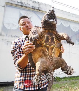 程先生钓到的鳄龟体型十分巨大异常凶猛