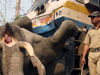 印度大象被火车撞死