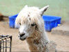  济南动物园引进“神兽”羊驼