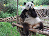 熊猫看电视后情绪恢复被拍卖萌照