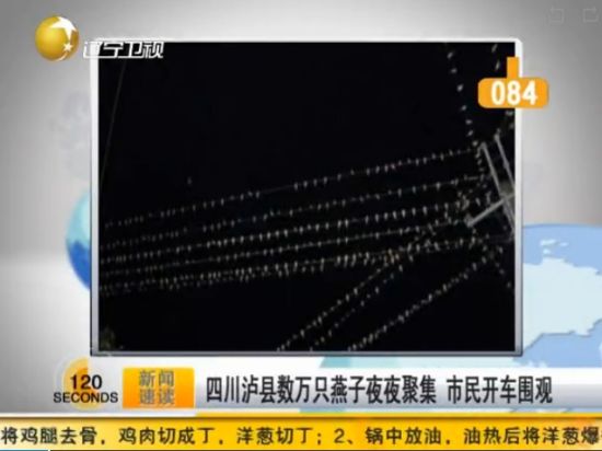 四川泸县数万只燕子夜夜聚集市民开车围观