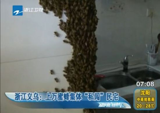 实拍万只蜜蜂钻进厨房 疑系蜂王战败逃亡